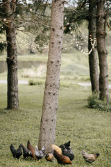 Chickens by tree at backyard wedding 