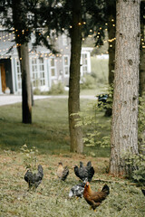 chickens near tree at backyard wedding 