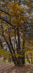 Obraz premium autumn forest in the autumn