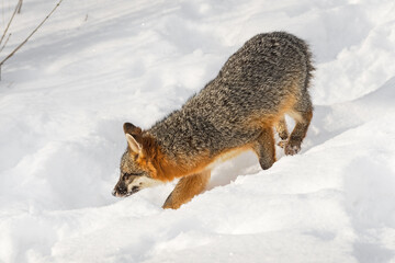 Grey Fox (Urocyon cinereoargenteus) Walks Down Through Snow Winter