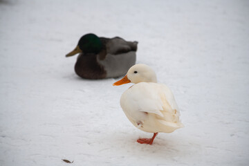 Nice wild white duck mallard with rare genetic color mutation in swarm of wild ducks at winter lake