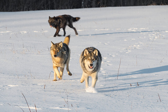 Pack of Grey Wolves (Canis lupus) Run Forward Through Snowy Field Winter