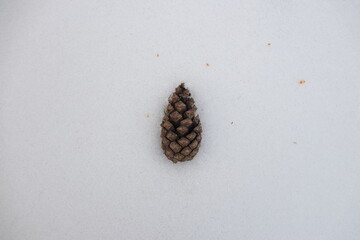 pine cone on wood