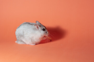 Winter white hamster with orange background