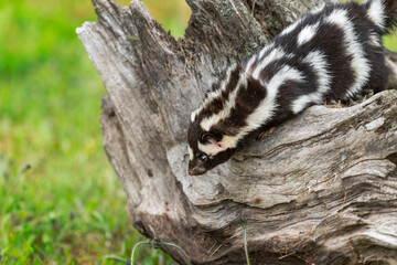 Eastern Spotted Skunk (Spilogale putorius) Looks Down Side of Log Summer