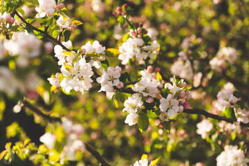 blossoming apple tree