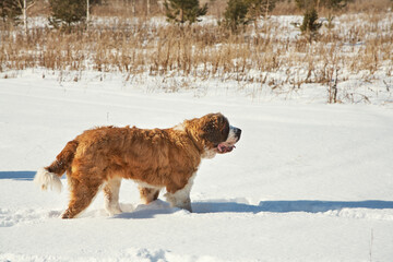 St. Bernard dog playing in snow in the winter