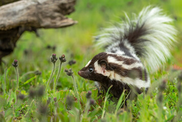 Eastern Spotted Skunk (Spilogale putorius) Looks Left in Grass Summer