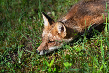 Red Fox (Vulpes vulpes) Lies in the Sun Summer