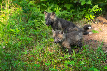Red Fox (Vulpes vulpes) Kits Stand Looking Left Near Den Summer