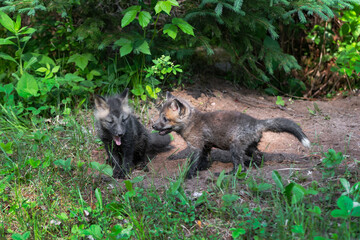 Red Fox (Vulpes vulpes) Kits Next to Each Other Outside Den Summer
