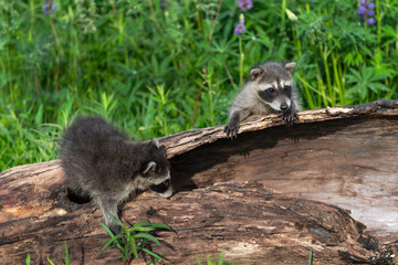 Raccoons (Procyon lotor) Climb About on Log With Lupine Behind Summer