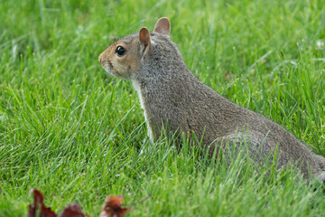 Squirrel in the Grassy Park