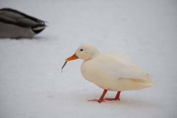 Nice wild white duck mallard with rare genetic color mutation in swarm of wild ducks at winter lake