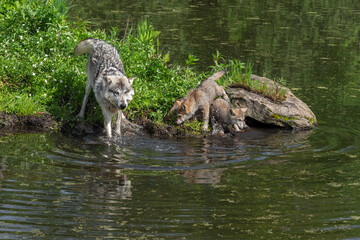 Grey Wolf (Canis lupus) and Pups Splash in Water on Island Summer