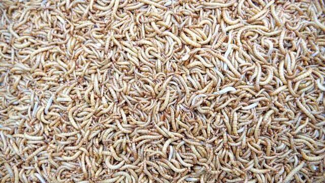 Top view fodder worms for exotic animals, 
A scatter of mealworm larvae,
used for feeding birds, reptiles or fish, Filming,Stages of the meal worm the life cycle of a mealworm,Many larvae crawling .
