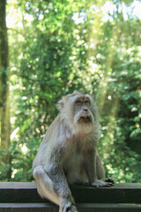 Naklejka na ściany i meble A rare monkey poses for a portrait against a sunny forest background