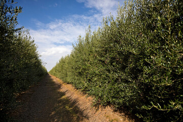 Olive plantation in Spain