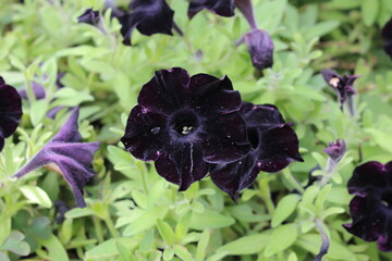 Pensées noires