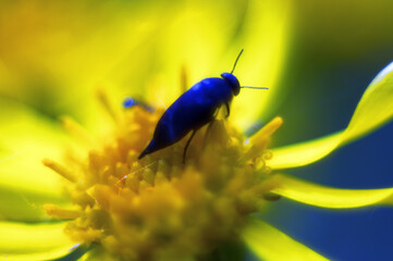 Blue beetle on a yellow flower. Macro shooting of insects.