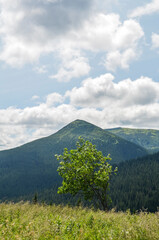 Fototapeta premium Grass field and Lonely tree on hill top, green slopes of Chornohora gidge on background under cloudy sky. Carpathians, Ukraine
