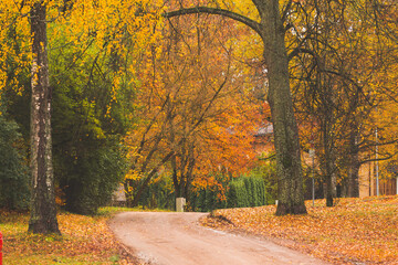road covered by autumn colored trees