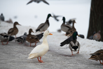 Nice wild white duck mallard with rare genetic color mutation in swarm of wild ducks at winter lake