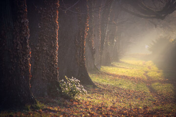 chemin parsemé de feuilles le long d'arbres avec une lumière rasante d'hiver