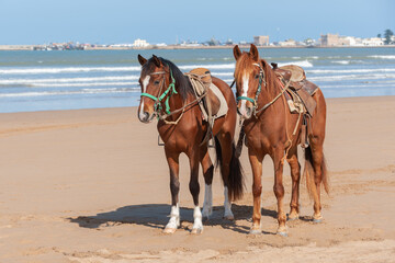 Fototapeta na wymiar Portrait of two saddled Barb horse horses by the ocean