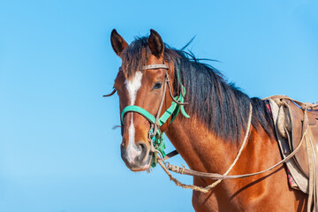Portrait of a saddled bay Barb horse