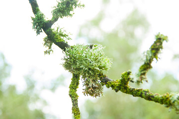 Moss on the branch. tree branch with a green lichen in forest tree. Common blue lichen. blue lichen on a oak branch in the forest.