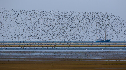 Alpenstrandläufer (Calidris alpina)