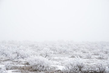Obraz na płótnie Canvas Foggy Winter Landscape with Frost-Covered Bushes