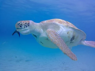 Fototapeten sea turtle swimming © Johannes