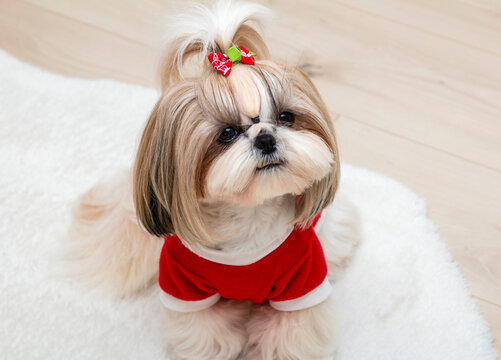 beautiful fashionable shih tzu dog wearing a red christmas sweater