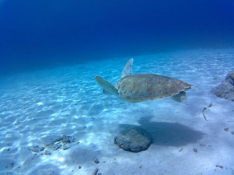 turtle swimming in the sea
