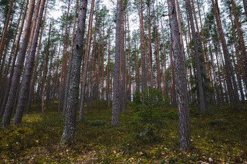 Fototapeta premium trees in the forest