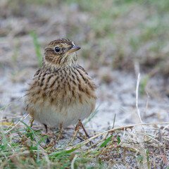 Feldlerche (Alauda arvensis)