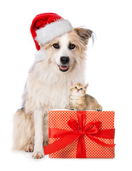 Cute dog and cat with santa hat and a christmas gift
