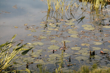 Floating lily pads on pond on beautiful summer afternoon