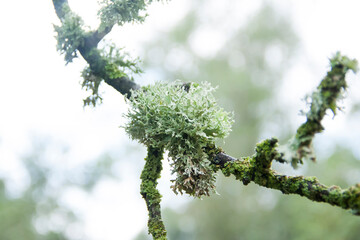 Moss on the branch. tree branch with a green lichen in forest tree. Common blue lichen. blue lichen on a oak branch in the forest.