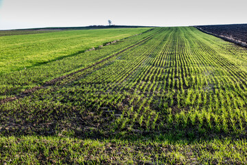 Fototapeta na wymiar Landscape with visible arable fields in the fall with catch crops as a background