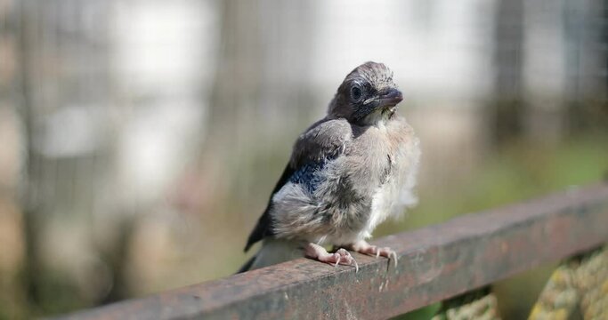 A beautiful jay nestling sits on the fence. Little birds outdoors.