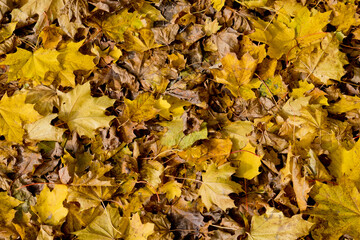 Background from group yellow autumn orange leaves.