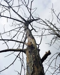 dead tree