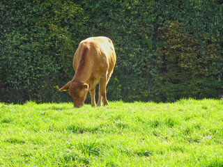 Kuh auf einer Wiese