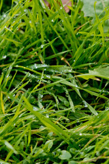 Morning dew drops on the green grass. Selective focus.