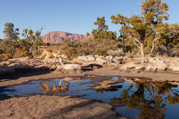 A blond coyote trots across some slickrock in the southwest desert with juniper trees growing in the background and a shallow pool of water reflecting the scene.