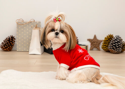 beautiful fashionable shih tzu dog wearing a red christmas sweater