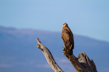 Tawny eagle, Aquila rapax, bird of prey perched on tree branch with eye facing forward. Ol Pejeta...